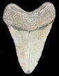 Bargain Megalodon Tooth - North Carolina #45540-2